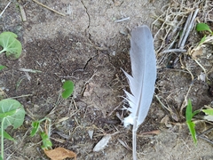 Streptopelia decaocto