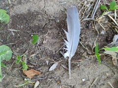 Streptopelia decaocto