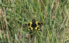 Libelloides macaronius