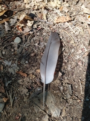 Columba livia domestica