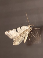 Macaria subcessaria
