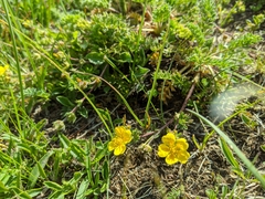 Potentilla argaea