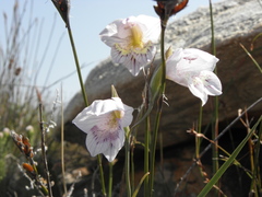 Gladiolus taubertianus