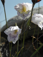 Gladiolus taubertianus