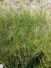 Juncus lesueurii