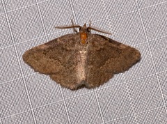 Prosoparia perfuscaria