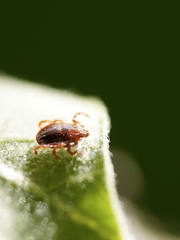 Haemaphysalis longicornis