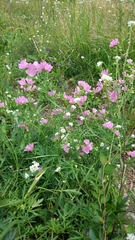 Malva alcea