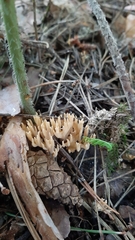 Phaeoclavulina eumorpha