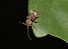 Pterolophia
