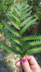 Anchistea virginica image