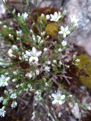 Minuartia setacea