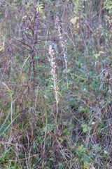 Omalotheca sylvatica