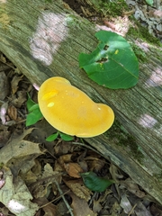 Buglossoporus quercinus