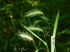 Elymus wiegandii