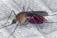 Culex erythrothorax