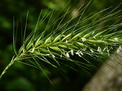 Elymus wiegandii
