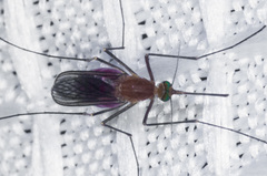 Culex erythrothorax