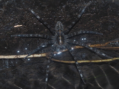 Dolomedes mizhoanus