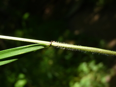 Elymus wiegandii
