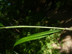Elymus wiegandii