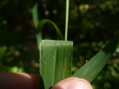 Elymus wiegandii