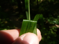 Elymus wiegandii
