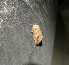 Phyllodesma tremulifolia