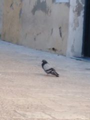 Columba livia domestica