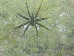 Dolomedes mizhoanus