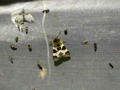 Watsonarctia deserta