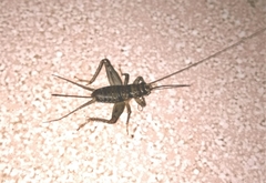 Orthoptera