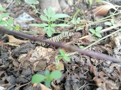 Danaus plexippus