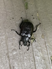 Osmoderma scabra