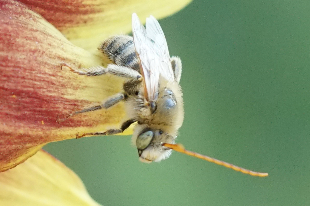 Agile Long-horned Bee