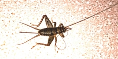 Orthoptera