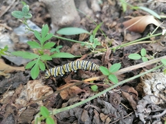 Danaus plexippus