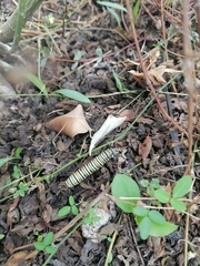 Danaus plexippus