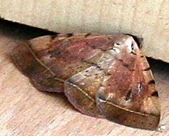Hypopyra