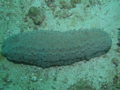Stichopus herrmanni