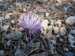 Crocodilium creticum