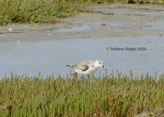 Calidris alba