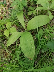 Veratrum lobelianum