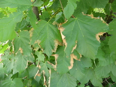Xylella fastidiosa