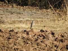 Muscisaxicola capistratus