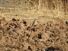 Muscisaxicola capistratus