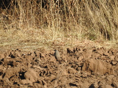 Muscisaxicola capistratus