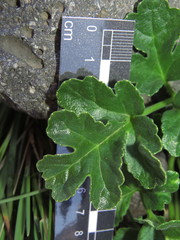 Grausa acaulis