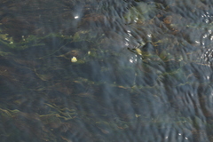 Ranunculus kauffmannii