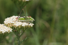 Poecilimon macedonicus